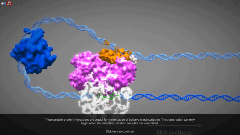 Eukaryotic transcription diagram from Labster